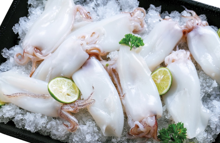 Squid
