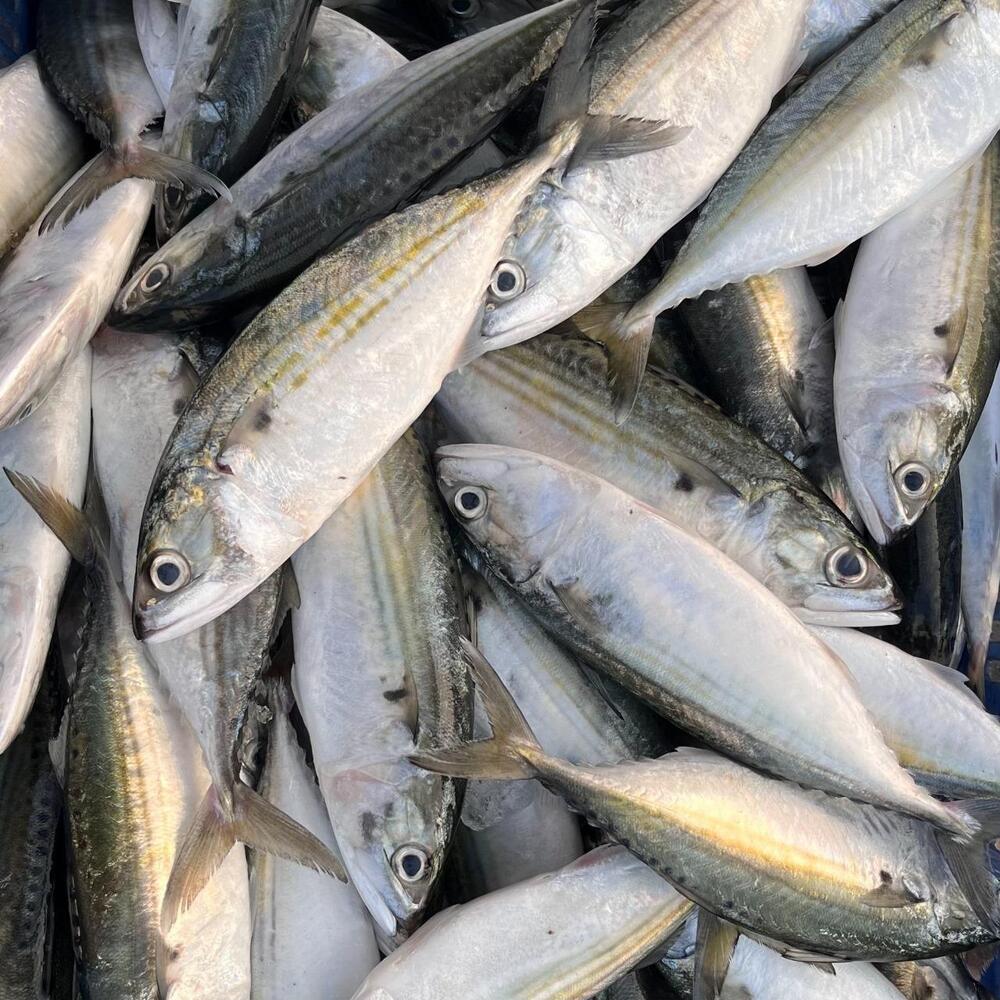 Indian mackerel
